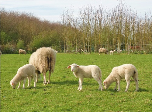 Domein De Palingbeek - hoeve schapen